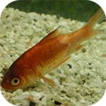 Logo of Fish Diseases android Application 